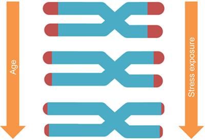 Telomere Length in Preterm Infants: A Promising Biomarker of Early Adversity and Care in the Neonatal Intensive Care Unit?